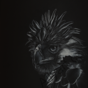 Portrét orla bílou tužkou a křídou na černém papíře