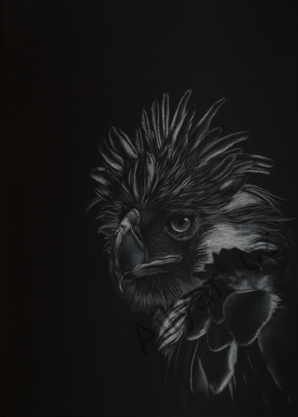 Portrét orla bílou tužkou a křídou na černém papíře