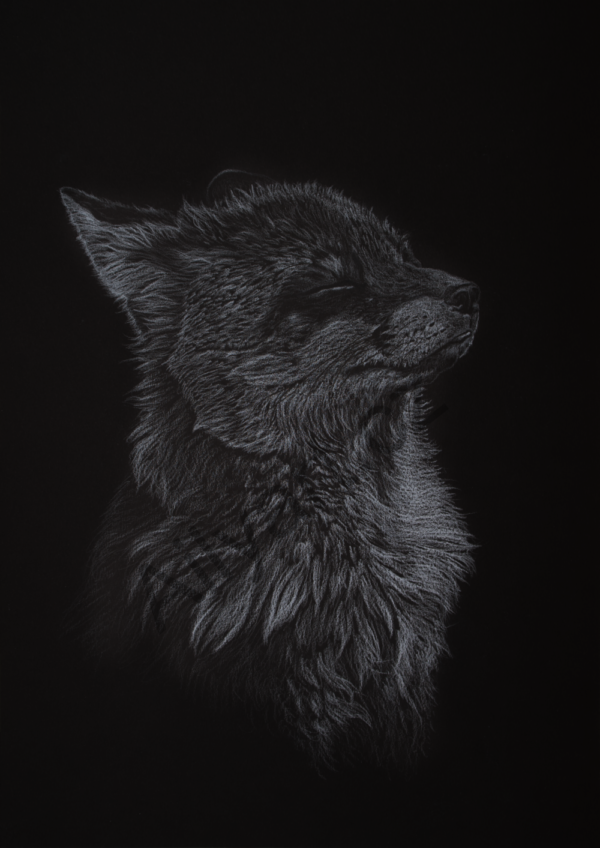 Portrét lišky bílou tužkou a křídou na černém pozadí.