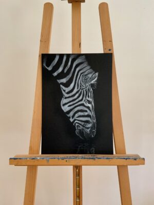 Portrét zebry se skloněnou hlavou. Nakreslené bílou tužkou a křídou na černém papíře.