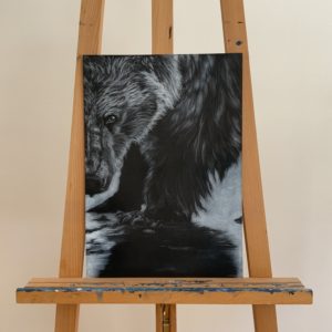 Portrét medvěda nakreslený bílou tužkou a křídou na černém pozadí.