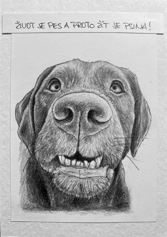 Kresba tužkou. Portrét hlavy labradora koukajícího do foťáku